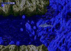 Ecco the Dolphin