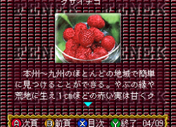 BS Fenek - 6 Getsu (Japan)
